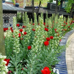 Fritillaria 'Ivory Bells' -UK Garden Plants Sales 2024 fritillaria ivory bells 1