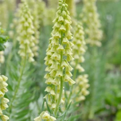 Fritillaria 'Ivory Bells' -UK Garden Plants Sales 2024 fritillaria ivory bells 1 f14ce393 1f05 4265 9fce 90b3b1a4a411 scaled