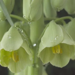 Fritillaria 'Ivory Bells' -UK Garden Plants Sales 2024 fritillaria ivory bells 2 ea5590de bb49 4664 b895 2c5d7f7bd8ec scaled