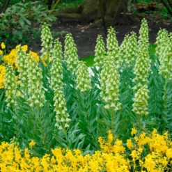 Fritillaria 'Ivory Bells' -UK Garden Plants Sales 2024 fritillaria ivory bells 3
