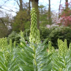 Fritillaria 'Ivory Bells' -UK Garden Plants Sales 2024 fritillaria ivory bells 3 8401e71e 5f94 4cbc a8cc cba43e383512