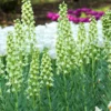 Fritillaria 'Ivory Bells' 2 Fritillaria 'Ivory Bells' -UK Garden Plants Sales 2024 fritillaria ivory bells 4