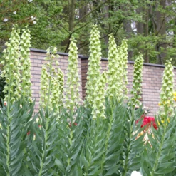 Fritillaria 'Ivory Bells' -UK Garden Plants Sales 2024 fritillaria ivory bells 5