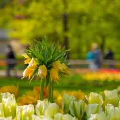 Fritillaria Imperialis 'Lutea' 22 Fritillaria Imperialis 'Lutea' -UK Garden Plants Sales 2024 fritillaria lutea 1 scaled
