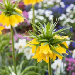 Fritillaria Imperialis 'Lutea' 20 Fritillaria Imperialis 'Lutea' -UK Garden Plants Sales 2024 fritillaria lutea 2 scaled