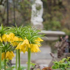 Fritillaria Imperialis 'Lutea' 16 Fritillaria Imperialis 'Lutea' -UK Garden Plants Sales 2024 fritillaria lutea 3 scaled