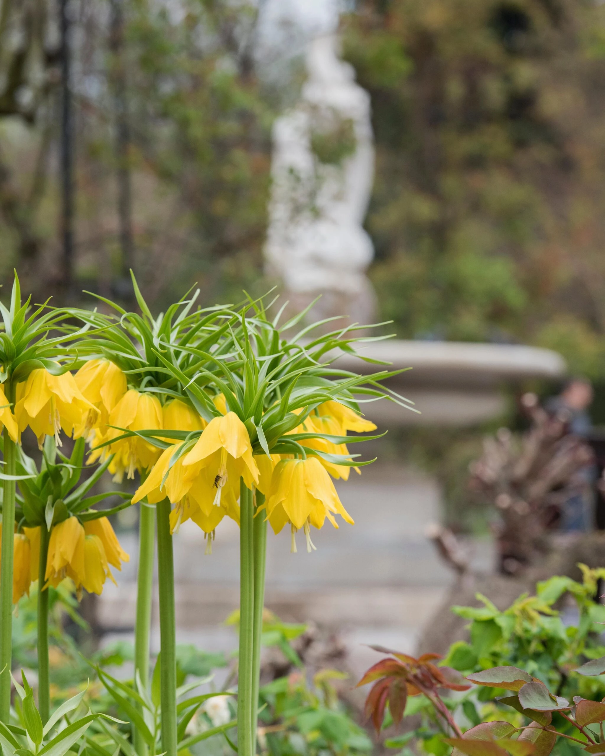 Fritillaria Imperialis 'Lutea' 5 Fritillaria Imperialis 'Lutea' - Image 3