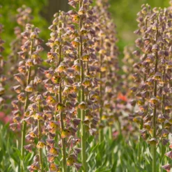 Fritillaria 'Magic Bells' -UK Garden Plants Sales 2024 fritillaria magic bells 2 scaled