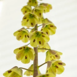 Fritillaria 'Magic Bells' -UK Garden Plants Sales 2024 fritillaria magic bells 3 scaled