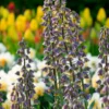 Fritillaria 'Magic Bells' -UK Garden Plants Sales 2024 fritillaria magic bells 4 scaled