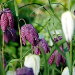 Fritillaria Meleagris 'Mix' -UK Garden Plants Sales 2024 fritillaria meleagris 0 scaled