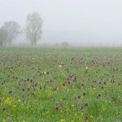 Fritillaria Meleagris 'Mix' -UK Garden Plants Sales 2024 fritillaria meleagris 1