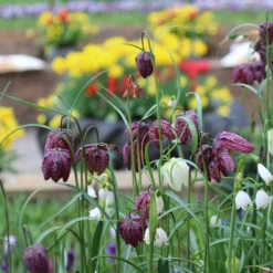 Fritillaria Meleagris 'Mix' -UK Garden Plants Sales 2024 fritillaria meleagris 1 6f10ca71 ff08 4979 82a2 b20a5efe9102