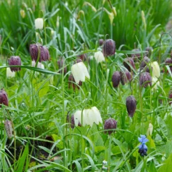 Fritillaria Meleagris 'Mix' -UK Garden Plants Sales 2024 fritillaria meleagris 2