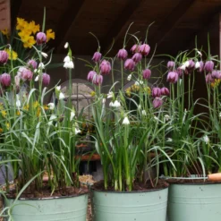 Fritillaria Meleagris 'Mix' -UK Garden Plants Sales 2024 fritillaria meleagris 2 7a4c77d1 ea89 457b 8629 0e4d6a6c3843