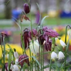 Fritillaria Meleagris 'Mix' -UK Garden Plants Sales 2024 fritillaria meleagris 3 79841285 692f 4fe5 81f1 0c18bc078075