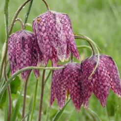 Fritillaria Meleagris 'Mix' -UK Garden Plants Sales 2024 fritillaria meleagris 4