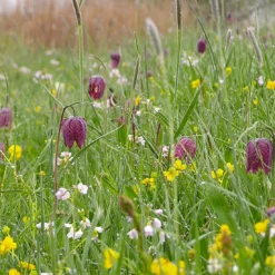 Fritillaria Meleagris 'Mix' -UK Garden Plants Sales 2024 fritillaria meleagris 5