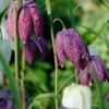 Fritillaria Meleagris 'Mix' -UK Garden Plants Sales 2024 fritillaria meleagris 6 ca2e363b 61b9 440e a092 e77ff1dcdc7e