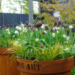 Fritillaria Meleagris 'Mix' -UK Garden Plants Sales 2024 fritillaria meleagris 7