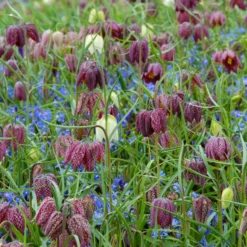 Fritillaria Meleagris 'Mix' -UK Garden Plants Sales 2024 fritillaria meleagris 8