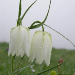 Fritillaria Meleagris 'Alba' -UK Garden Plants Sales 2024 fritillaria meleagris alba 10