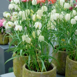 Fritillaria Meleagris 'Alba' -UK Garden Plants Sales 2024 fritillaria meleagris alba 11 scaled