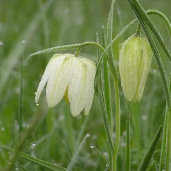 Fritillaria Meleagris 'Alba' -UK Garden Plants Sales 2024 fritillaria meleagris alba 2