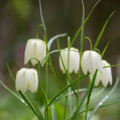 Fritillaria Meleagris 'Alba' -UK Garden Plants Sales 2024 fritillaria meleagris alba 6 scaled
