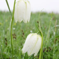 Fritillaria Meleagris 'Alba' -UK Garden Plants Sales 2024 fritillaria meleagris alba 8