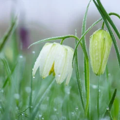 Fritillaria Meleagris 'Alba' -UK Garden Plants Sales 2024 fritillaria meleagris alba 9