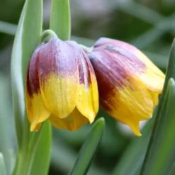Fritillaria Michailovskyi 8 Fritillaria Michailovskyi -UK Garden Plants Sales 2024 fritillaria michailovsky 01