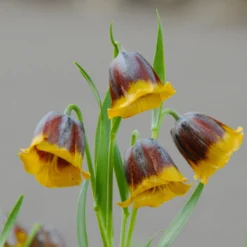 Fritillaria Michailovskyi 9 Fritillaria Michailovskyi -UK Garden Plants Sales 2024 fritillaria michailovsky 1