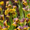 Fritillaria Michailovskyi 1 Fritillaria Michailovskyi -UK Garden Plants Sales 2024 fritillaria michailovsky 4