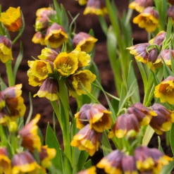 Fritillaria Michailovskyi