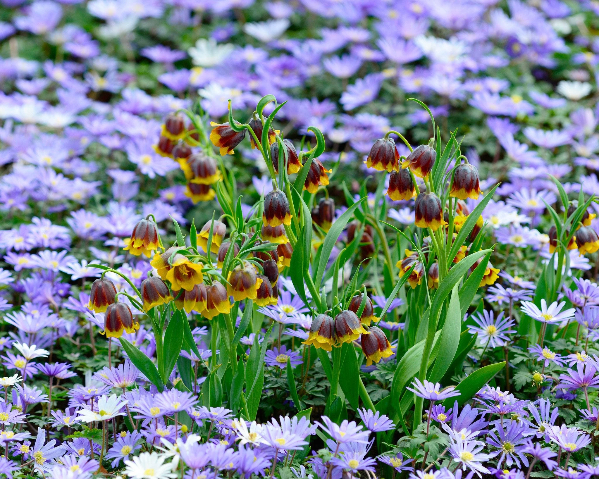 Fritillaria Michailovskyi 3 Fritillaria Michailovskyi - Image 2