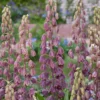 Fritillaria 'Minaret' -UK Garden Plants Sales 2024 fritillaria minaret 1