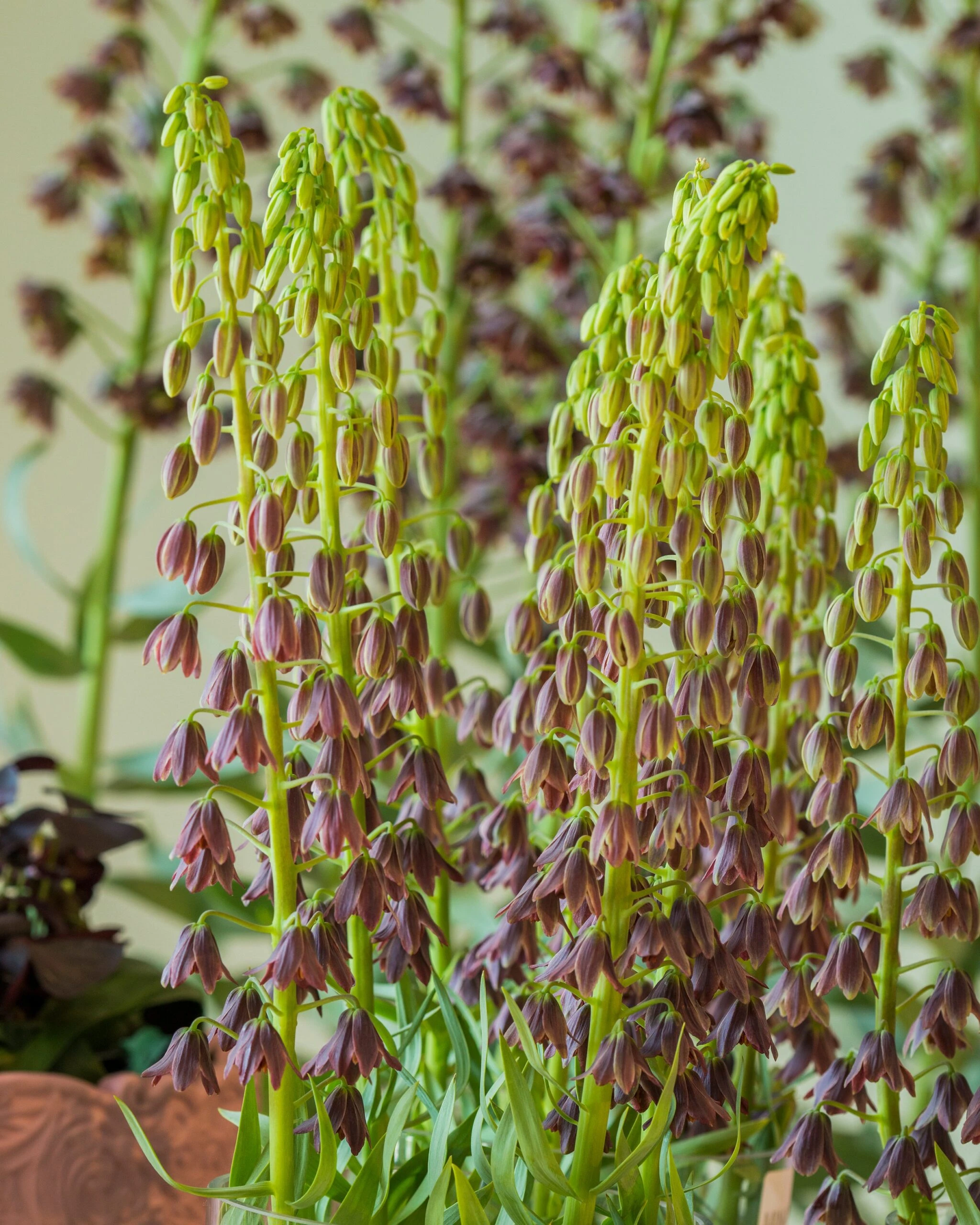 Fritillaria 'Minaret' 4 Fritillaria 'Minaret' - Image 2