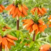Fritillaria 'Orange Beauty' -UK Garden Plants Sales 2024 fritillaria orange beauty 1 385ef5b8 c451 43a7 b1ef 3b722920cf09