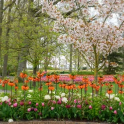 Fritillaria 'Orange Beauty' -UK Garden Plants Sales 2024 fritillaria orange beauty 2