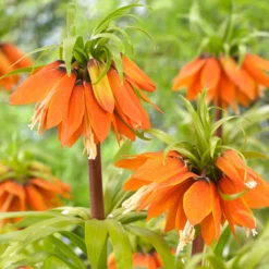 Fritillaria 'Orange Beauty' -UK Garden Plants Sales 2024 fritillaria orange beauty 2 cec5378a 7166 459e bc18 e16677ee1c97