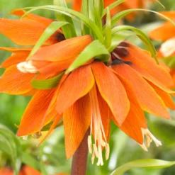 Fritillaria 'Orange Beauty' -UK Garden Plants Sales 2024 fritillaria orange beauty 3