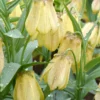 Fritillaria Pallidiflora -UK Garden Plants Sales 2024 fritillaria pallidiflora 0
