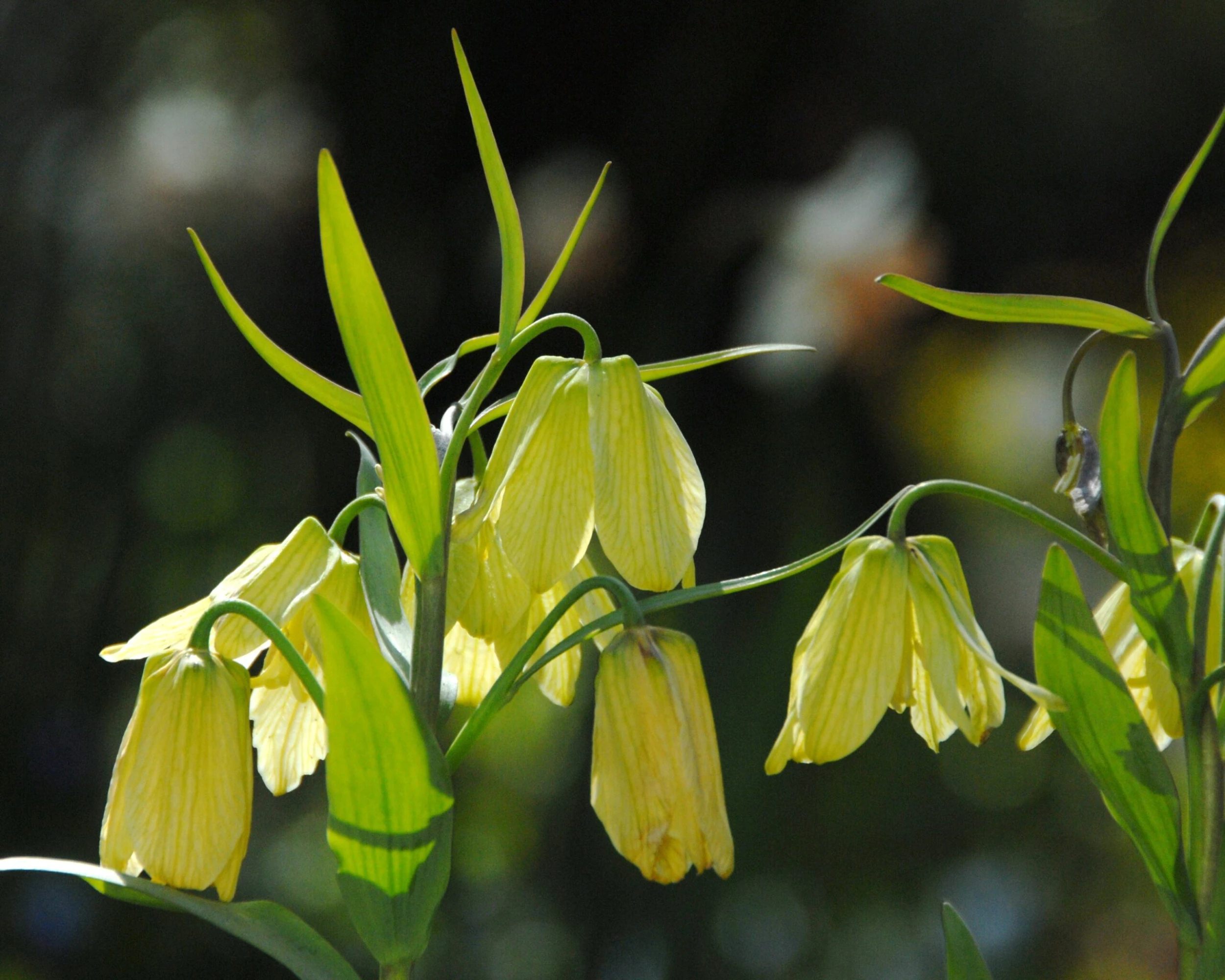 Fritillaria Pallidiflora 11 Fritillaria Pallidiflora - Image 9