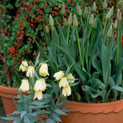 Fritillaria Pallidiflora 21 Fritillaria Pallidiflora -UK Garden Plants Sales 2024 fritillaria pallidiflora 11 scaled