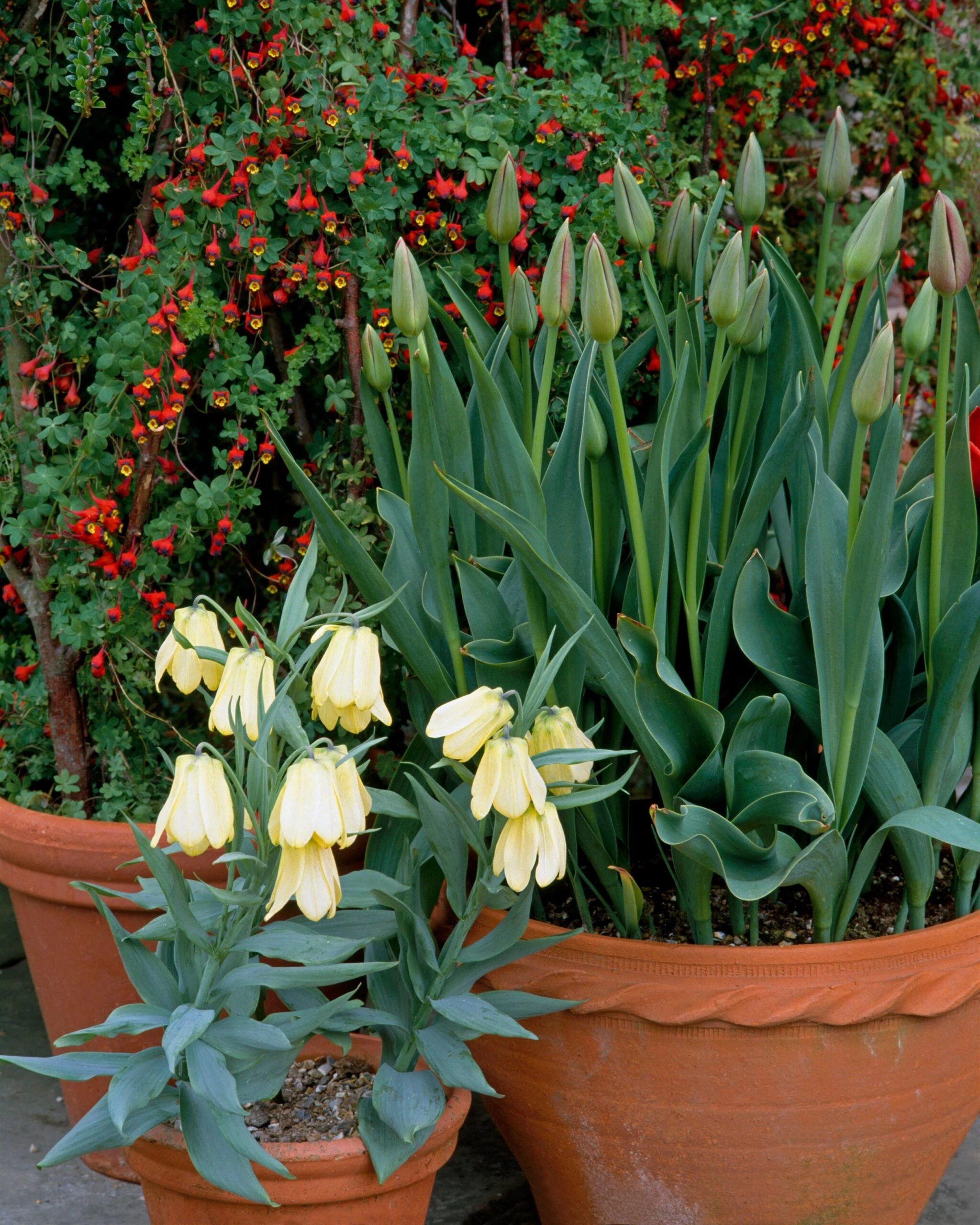 Fritillaria Pallidiflora 12 Fritillaria Pallidiflora - Image 10