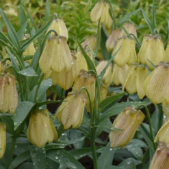 Fritillaria Pallidiflora 17 Fritillaria Pallidiflora -UK Garden Plants Sales 2024 fritillaria pallidiflora 2 scaled