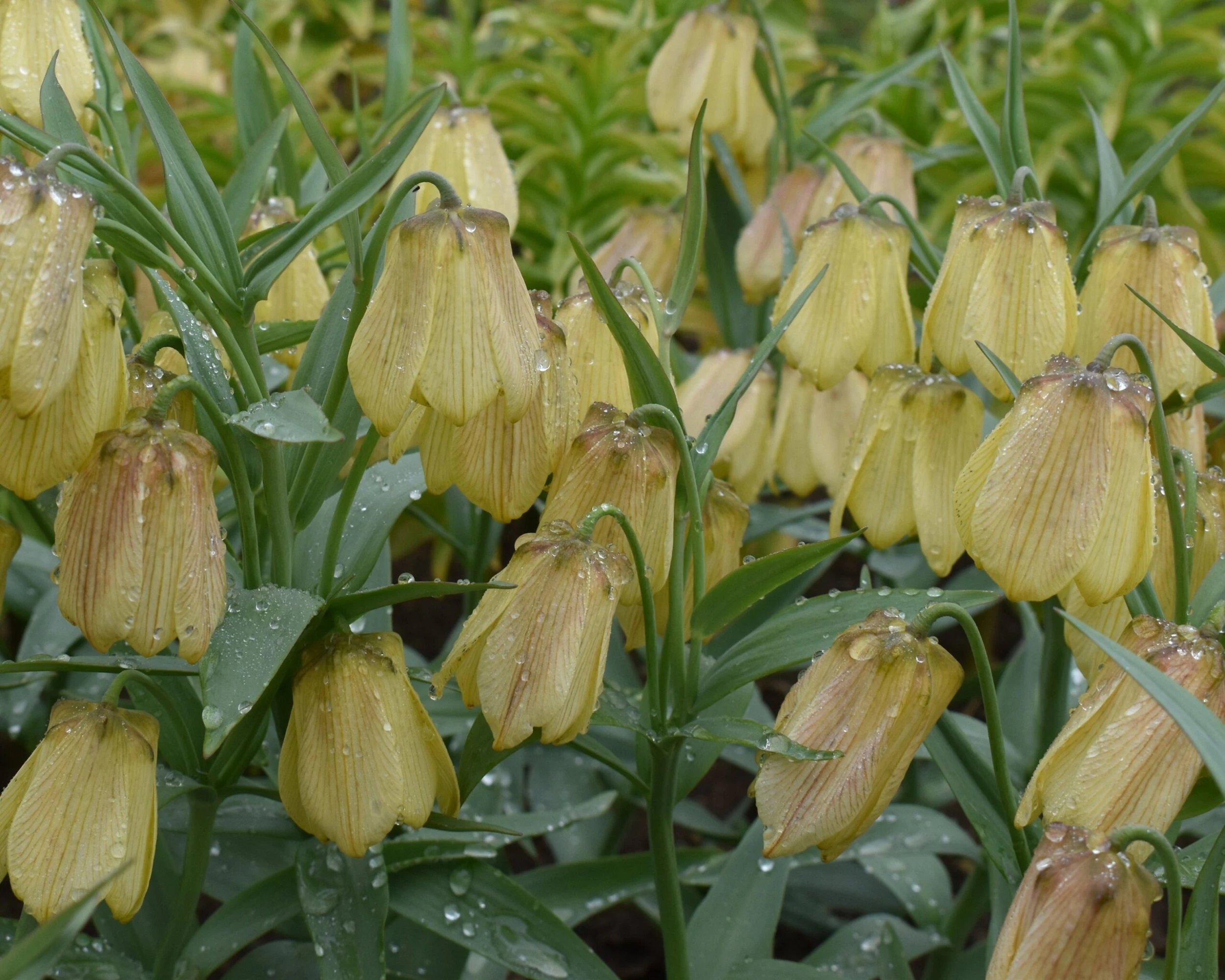Fritillaria Pallidiflora 8 Fritillaria Pallidiflora - Image 6