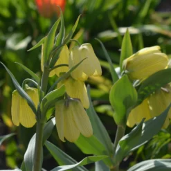 Fritillaria Pallidiflora 14 Fritillaria Pallidiflora -UK Garden Plants Sales 2024 fritillaria pallidiflora 3 scaled