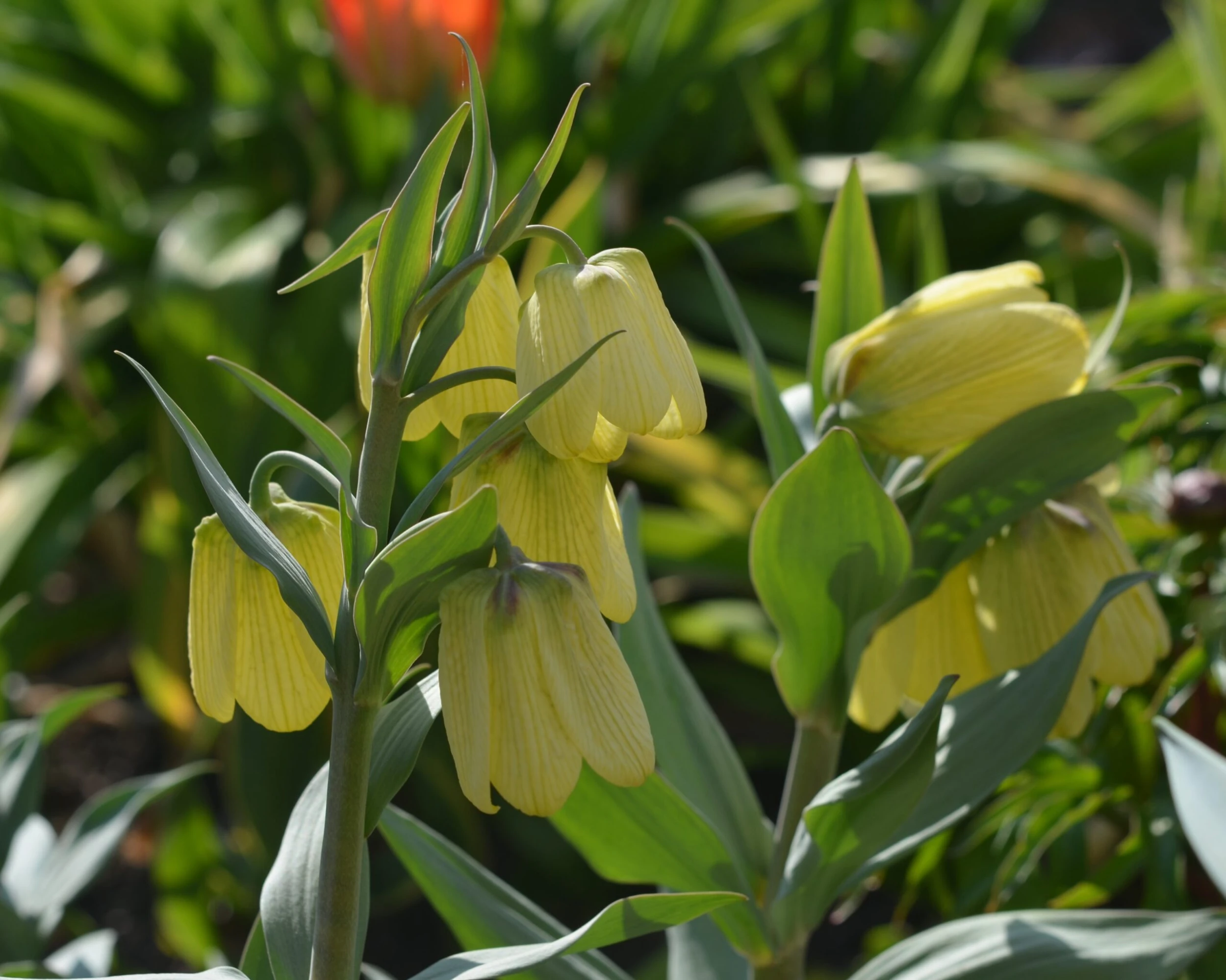 Fritillaria Pallidiflora 5 Fritillaria Pallidiflora - Image 3